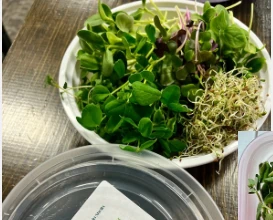 Fresh microgreens in a bowl